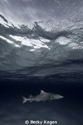 Lemon shark swims near the surface. Shot with Nikon D200 by Becky Kagan 